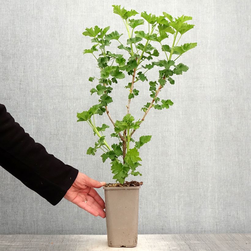 Ribes x nidigrolaria ConfiBeere Jodeli - Josta Vaso da 1,5L/2L, A cespuglio esemplare consegnato in primavera