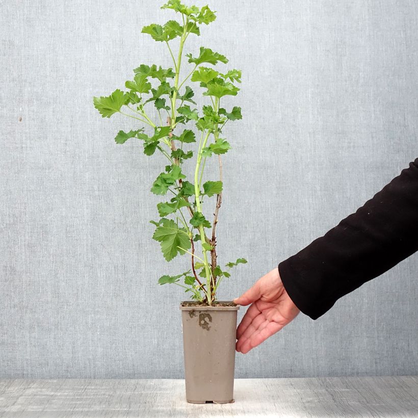 Ribes x nidigrolaria ConfiBeere Jogusto - Josta Vaso da 1,5L/2L, A cespuglio esemplare consegnato in primavera