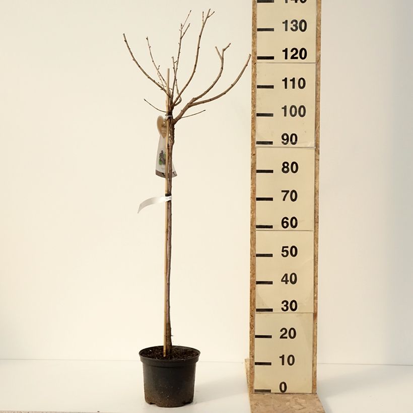 Casseiller Jostaberry - Ribes x nidigrolaria Pot de 4L/5L, Demi-Tige esemplare consegnato in inverno