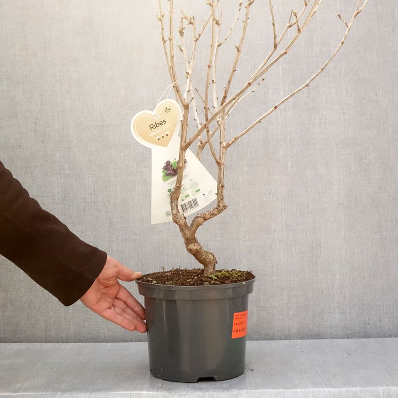 Casseiller Jostaberry - Ribes x nidigrolaria Pot de 4L/5L, Touffe esemplare consegnato in inverno