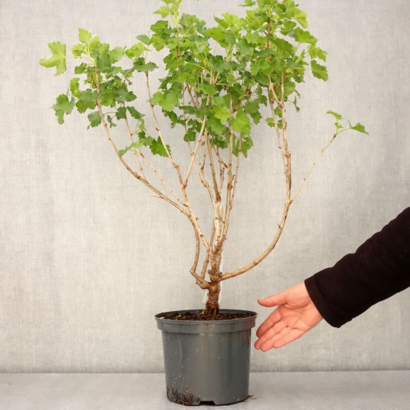 Ribes x nidigrolaria Jostaberry - Josta Vaso da 4L/5L esemplare consegnato in primavera