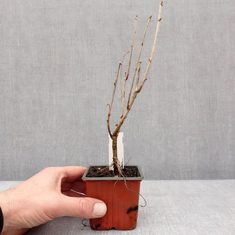 Ribes x nidigrolaria Jostaberry - Josta Vasetto da 8/9 cm esemplare consegnato in inverno