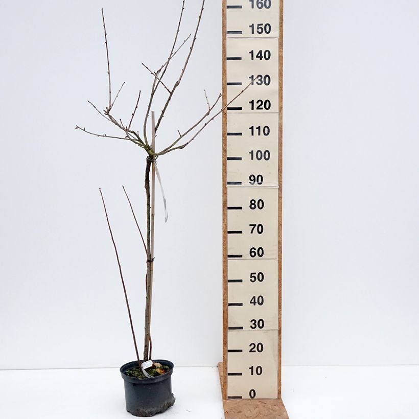 Esemplare di Ribes x nidigrolaria Jostaberry - Josta Vaso da 4L/5L, Vaso impalcato medio come consegnato in autunno