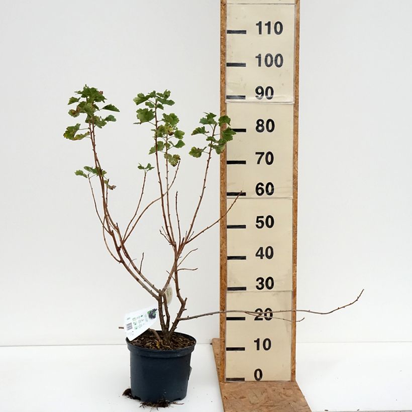 Esemplare di Ribes x nidigrolaria Jostaberry - Josta Vaso da 4L/5L come consegnato in autunno