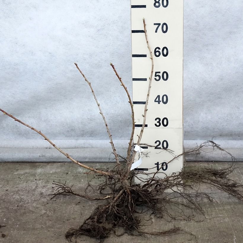 Ribes x nidigrolaria Jostaberry - Josta Piante piccole a radice nuda, A cespuglio esemplare consegnato in inverno