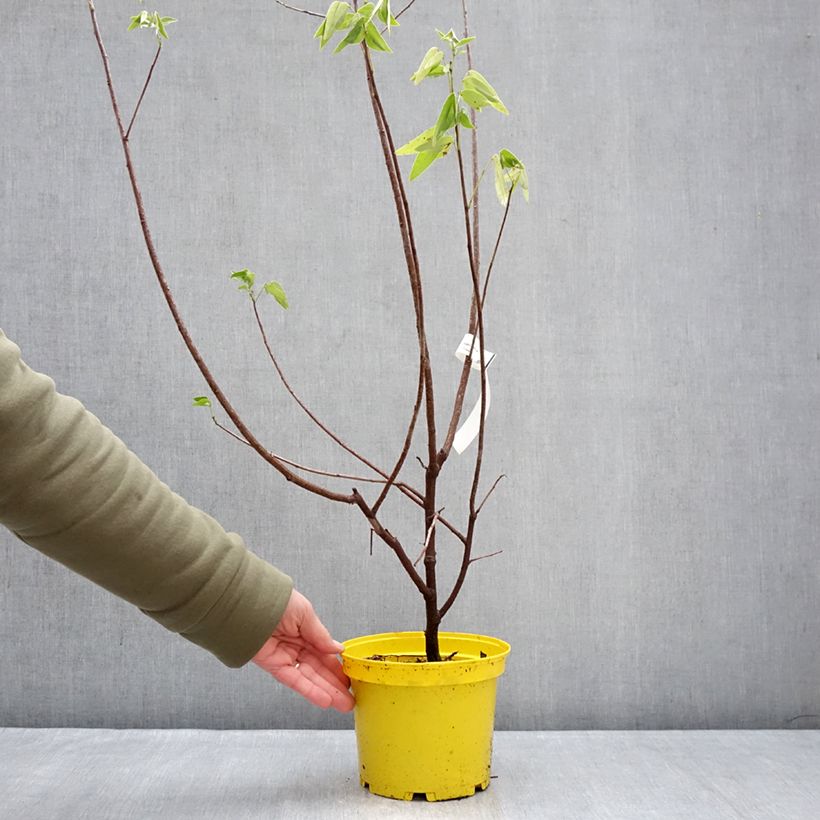 Example of Senna corymbosa Vaso da 3L/4L as you get in hiver