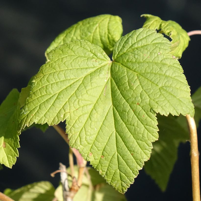 Ribes nero Andega Bio (Foliage)