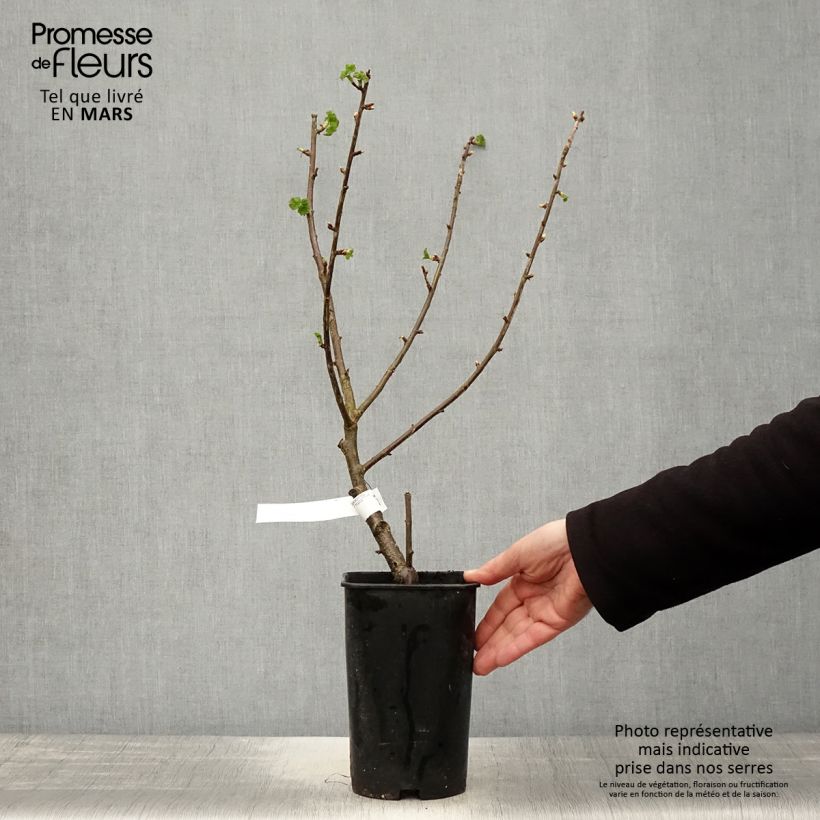 Ribes nero Black Down Vaso da 2L/3L esemplare consegnato in primavera