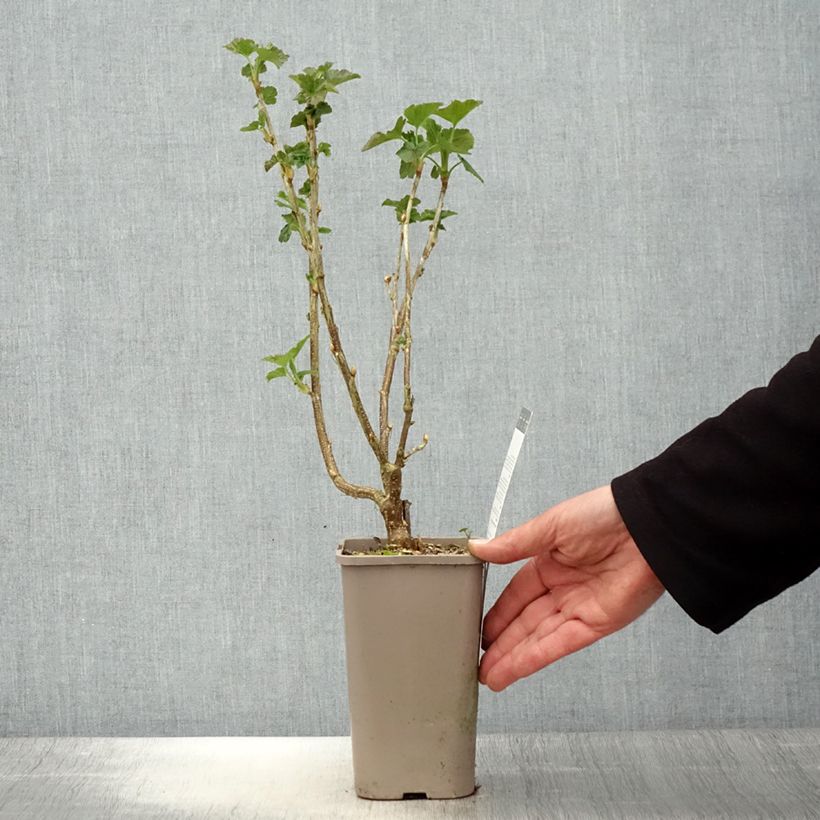 Example of Ribes nero Black'n Red Premiere Vaso da 1,5L/2L, A cespuglio as you get in printemps