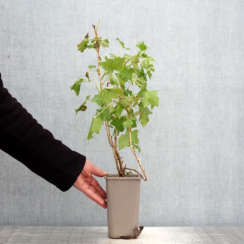 Example of Ribes nero Cassisima Blackbells Vaso da 1,5L/2L as you get in printemps