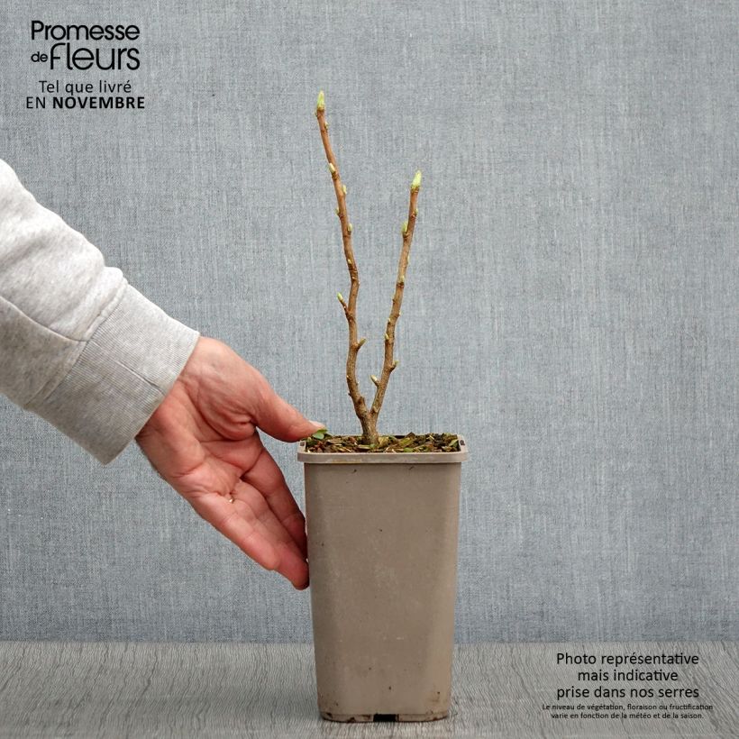 Esemplare di Cassissier Cassissima Green Life Pot de 1,5L/2L come consegnato in autunno