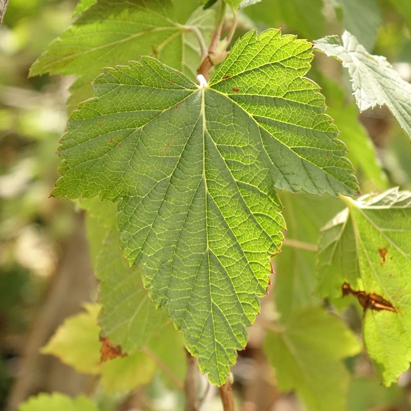 Ribes nero Ojebyn (Foliage)