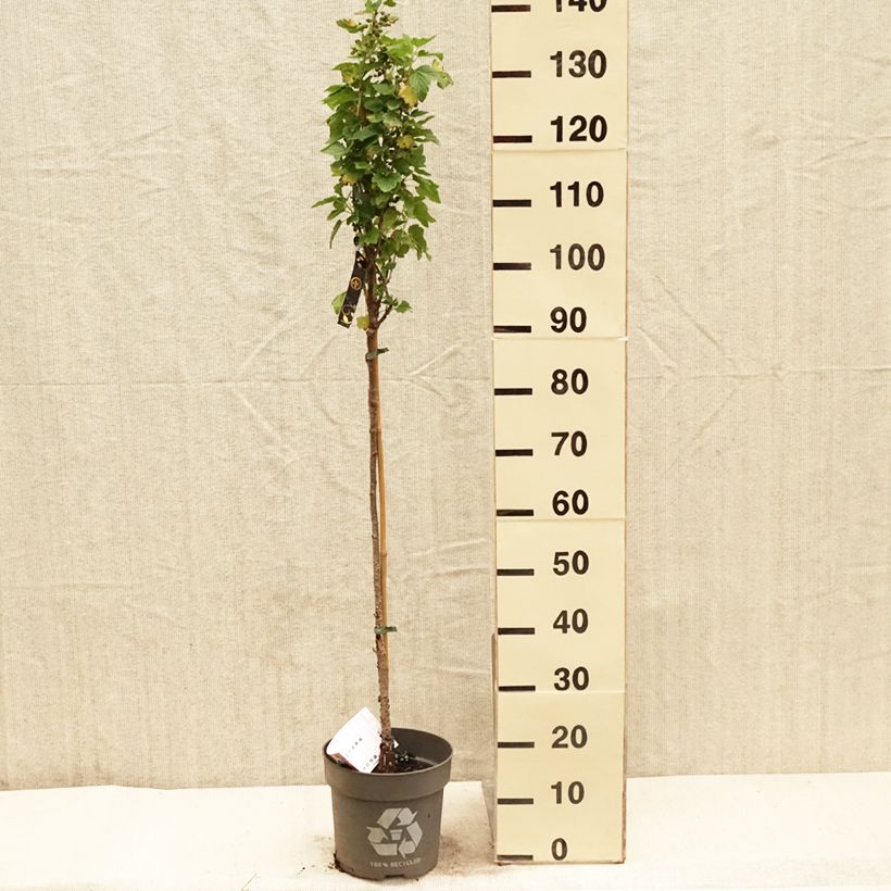 Example of Ribes nero Ojebyn Vaso da 6L/7L, Vaso impalcato as you get in printemps