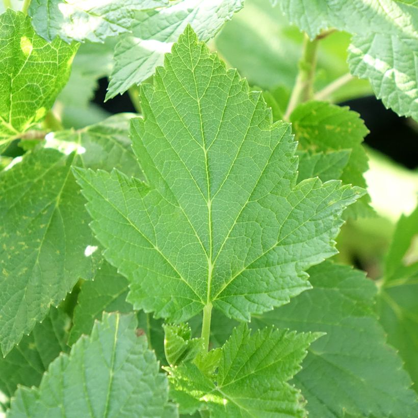 Ribes nero Perles d'Auvergne 'delcaresnoi' (Fogliame)