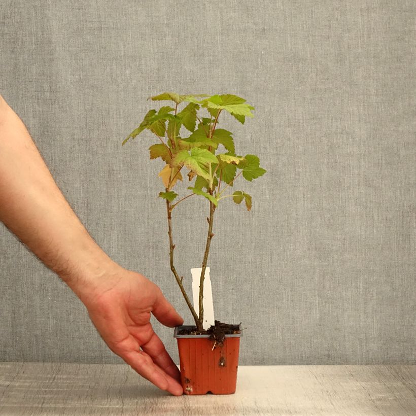 Example of Ribes nero Titania Vasetto da 8/9 cm as you get in printemps