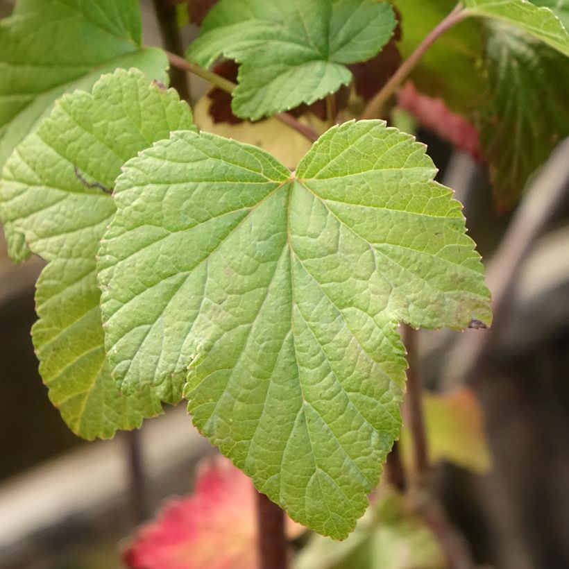 Ribes nero Titania (Foliage)