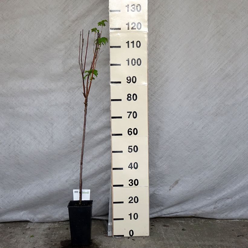 Example of Ribes nero Titania Vaso da 1,5L/2L, Vaso impalcato as you get in printemps