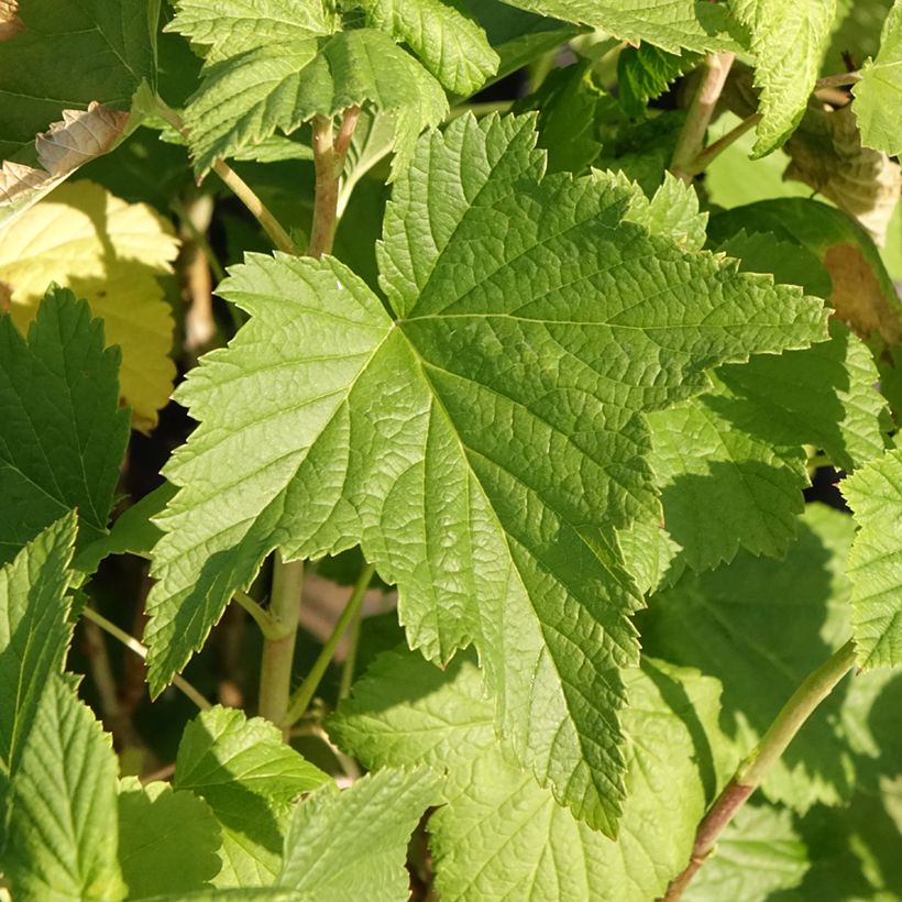 Ribes nero Triton (Fogliame)
