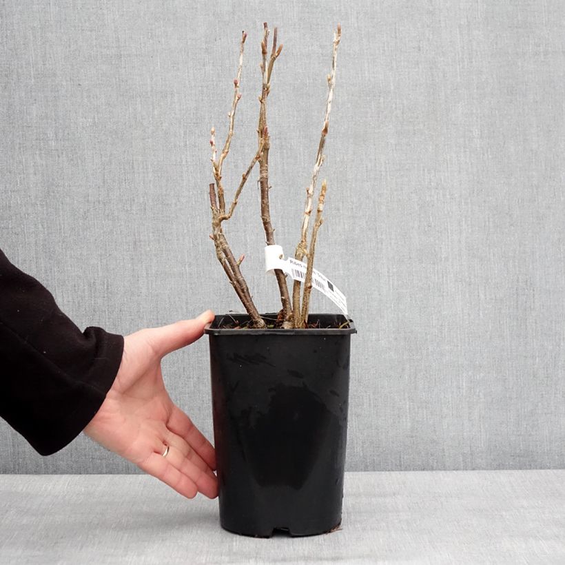 Cassissier Triton Pot de 2L/3L, Touffe esemplare consegnato in inverno