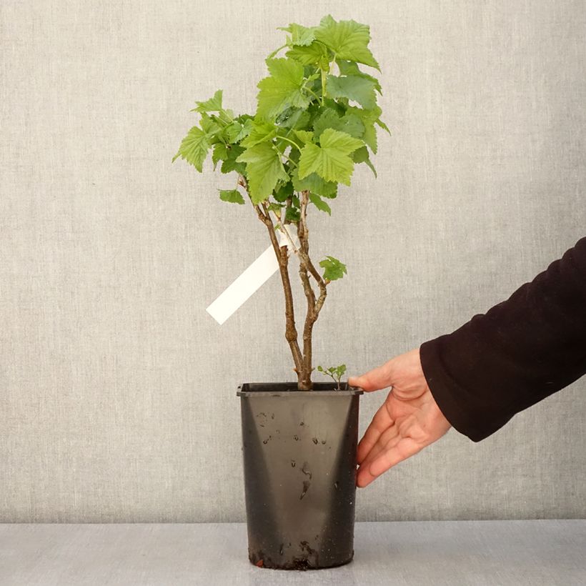 Ribes nero Triton Vaso da 2L/3L, Multifusto esemplare consegnato in primavera