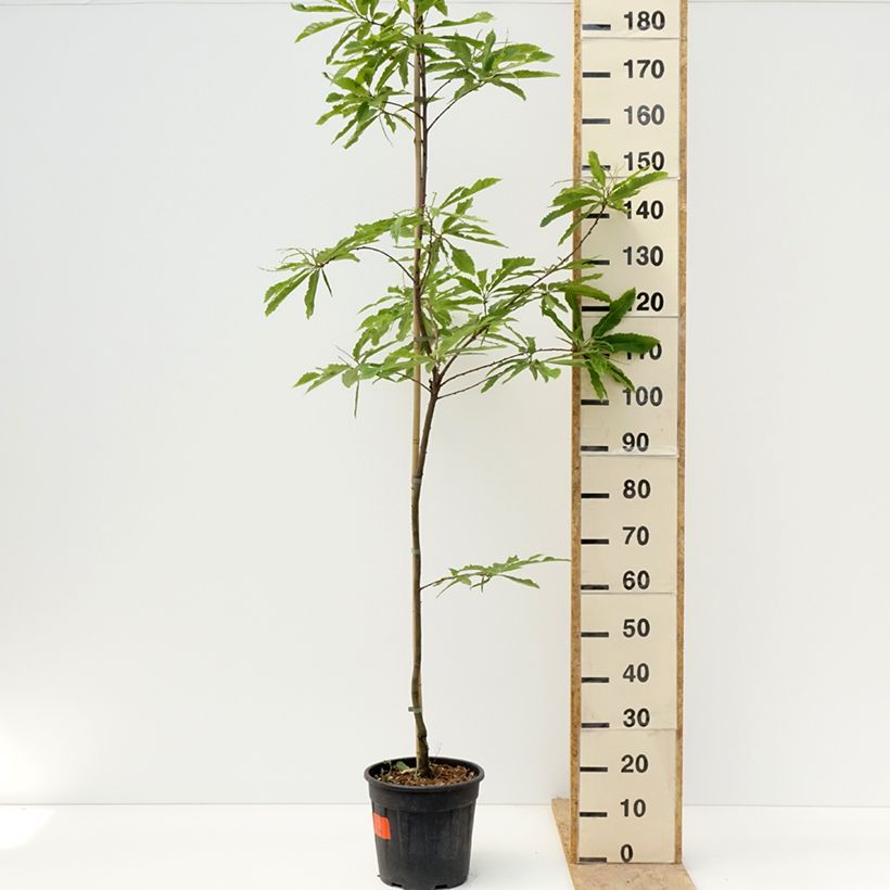 Castanea sativa Aspleniifolia - Châtaignier à feuille de fougère Vaso da 7,5L/10L, Vaso impalcato esemplare consegnato in primavera