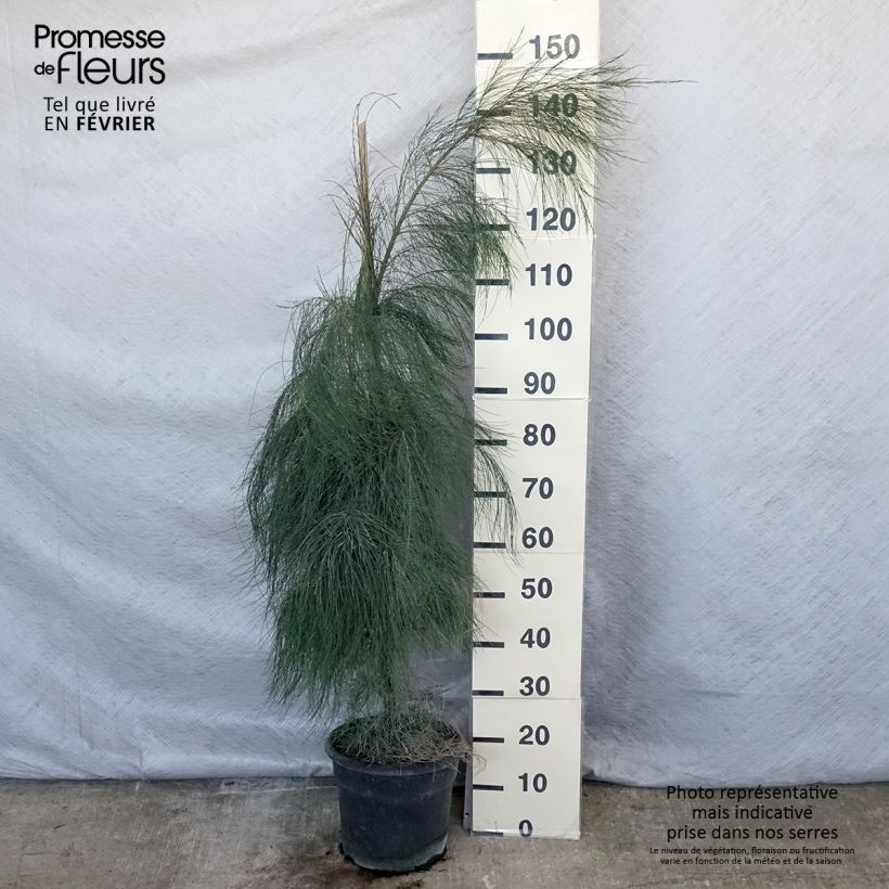 Casuarina equisetifolia - Filao, Pin australien Pot de 7,5L/10L esemplare consegnato in inverno