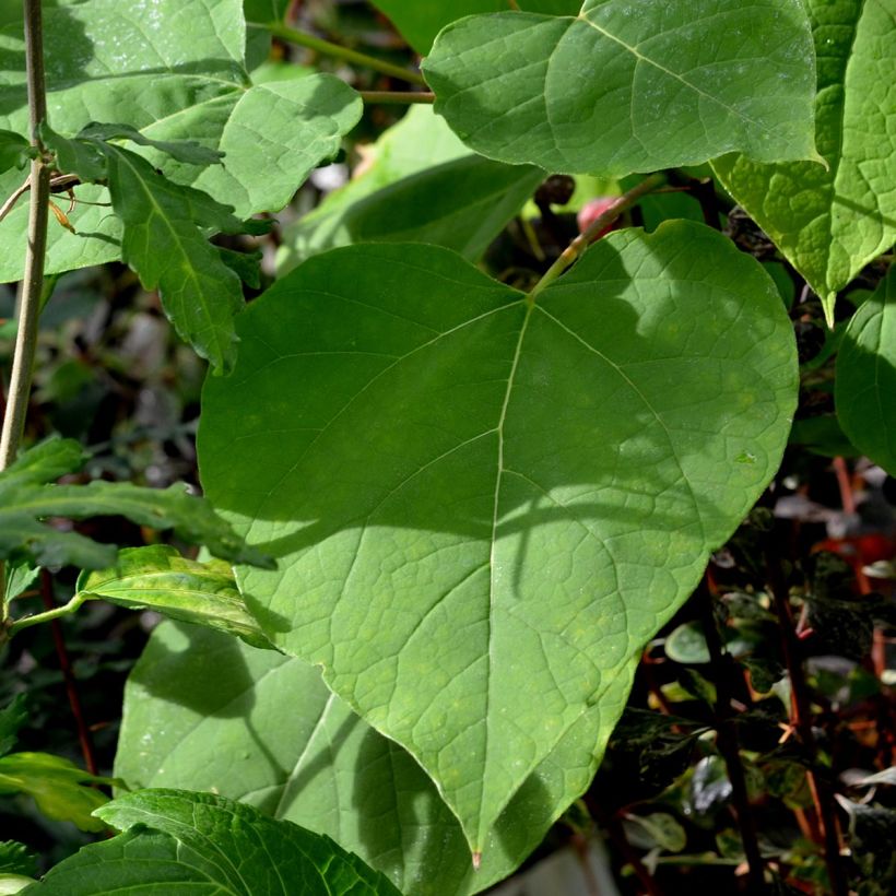 Catalpa bignonioides Aurea - Albero dei sigari (Foliage)