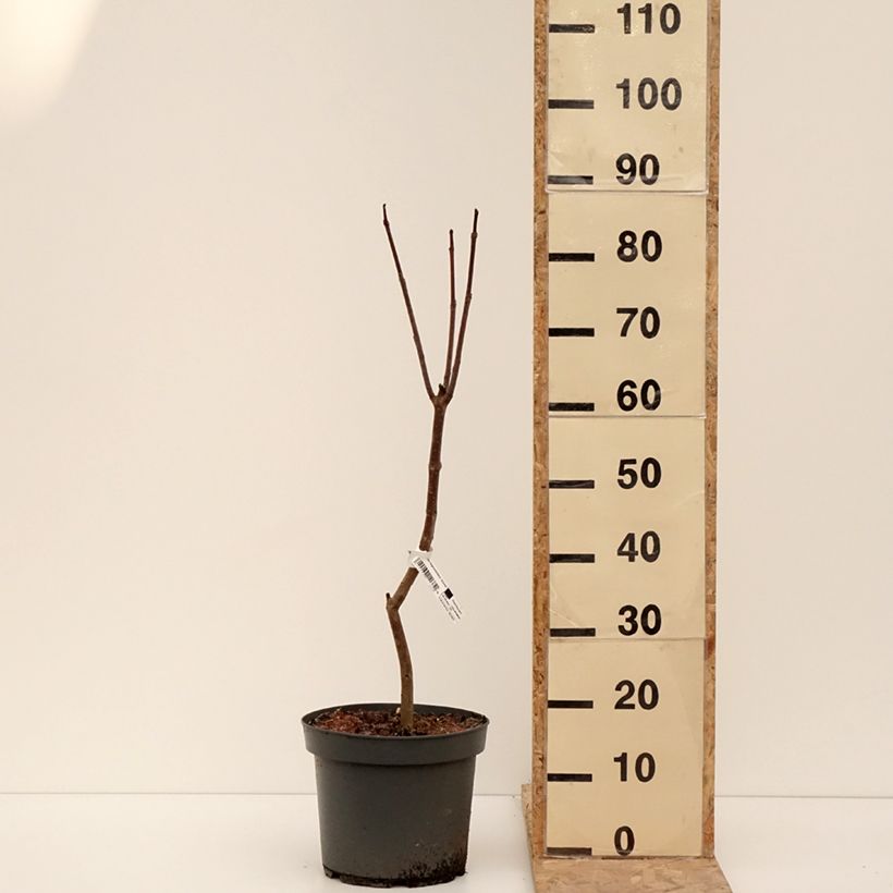 Catalpa bignonioides Aurea - Catalpa doré Pot de 4L/5L esemplare consegnato in inverno