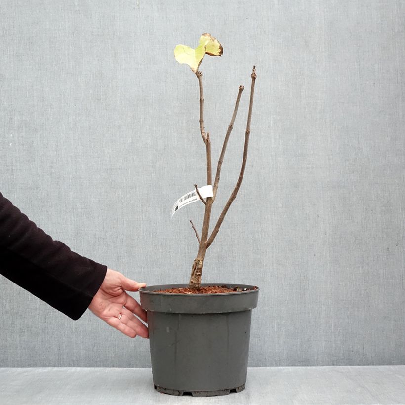 Esemplare di Catalpa bignonioides Aurea - Albero dei sigari Vaso da 4L/5L come consegnato in autunno