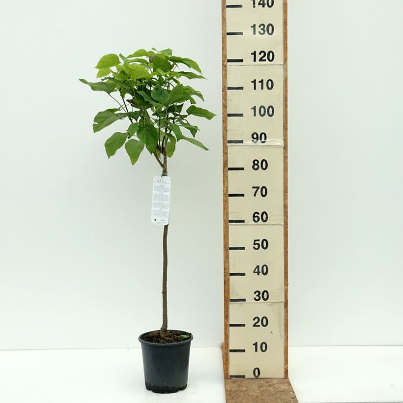 Esemplare di Catalpa bignonioides Nana - Albero dei sigari Vaso da 3L/4L, Vaso impalcato consegnato in estate