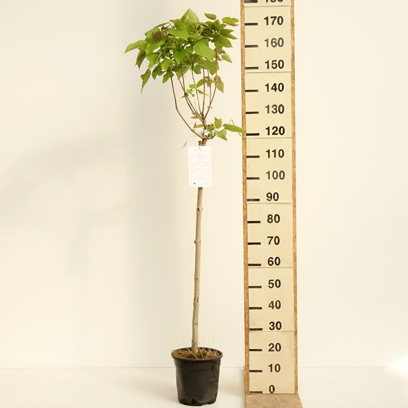 Example of Catalpa bignonioides Nana - Albero dei sigari Vaso da 3L/4L, Vaso impalcato as you get in printemps