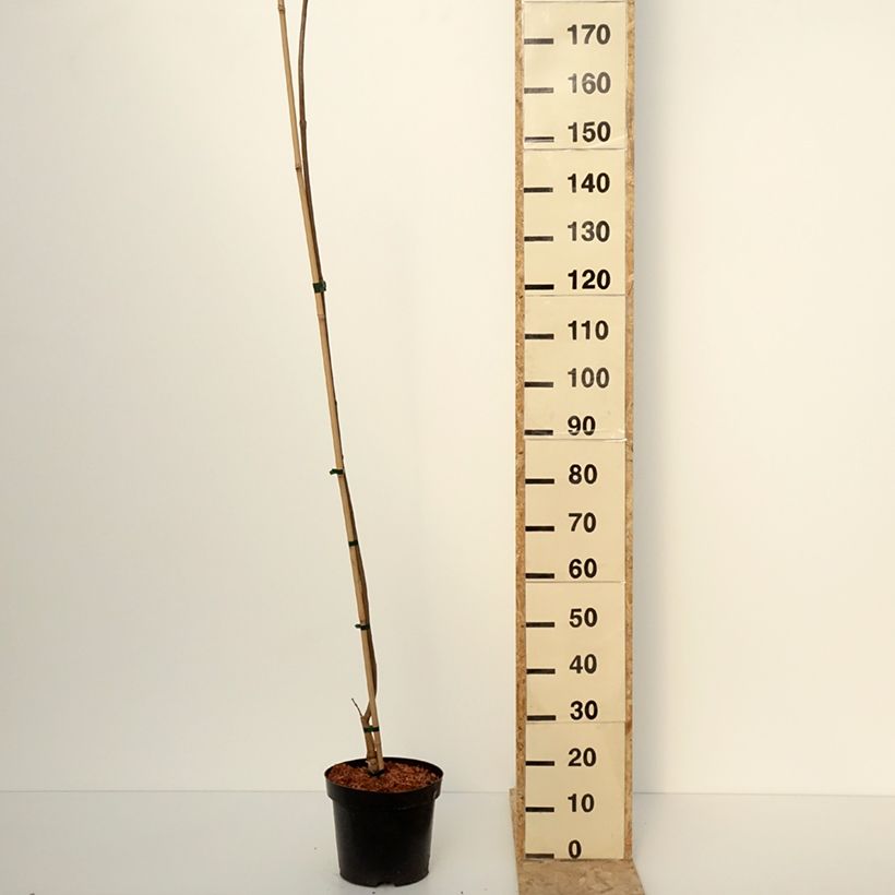 Example of Catalpa ovata Slender Silhouette - Catalpa de Chine Vaso da 7,5L/10L as you get in hiver
