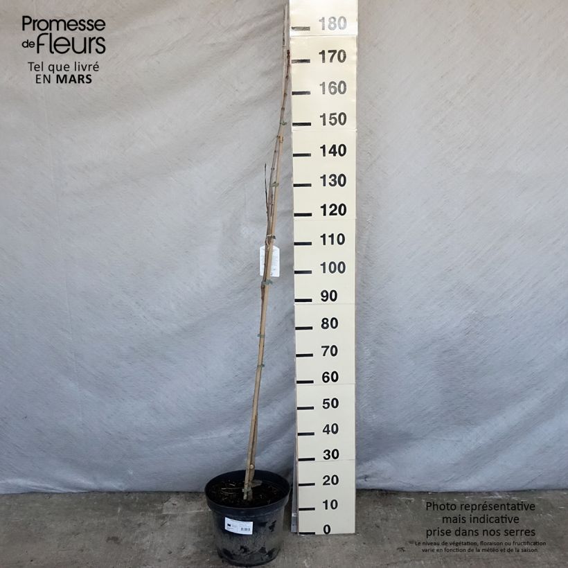 Example of Catalpa speciosa pulverulenta - Albero dei sigari Vaso da 7,5L/10L as you get in printemps