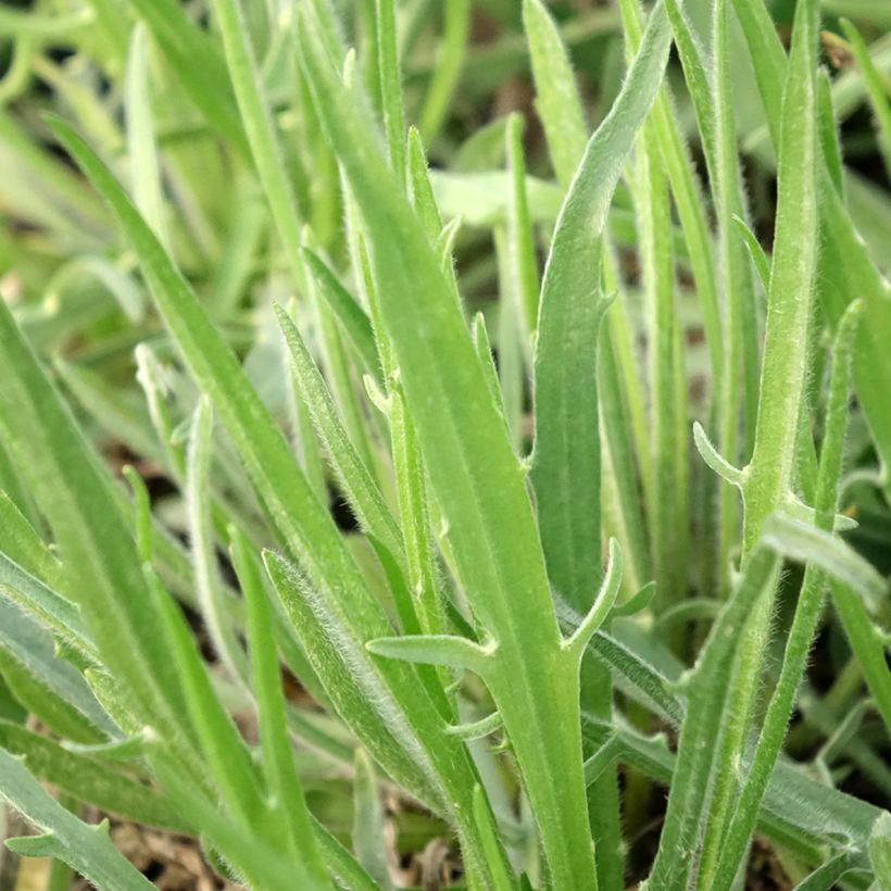 Catananche caerulea Alba - Cupidone azzurro (Fogliame)
