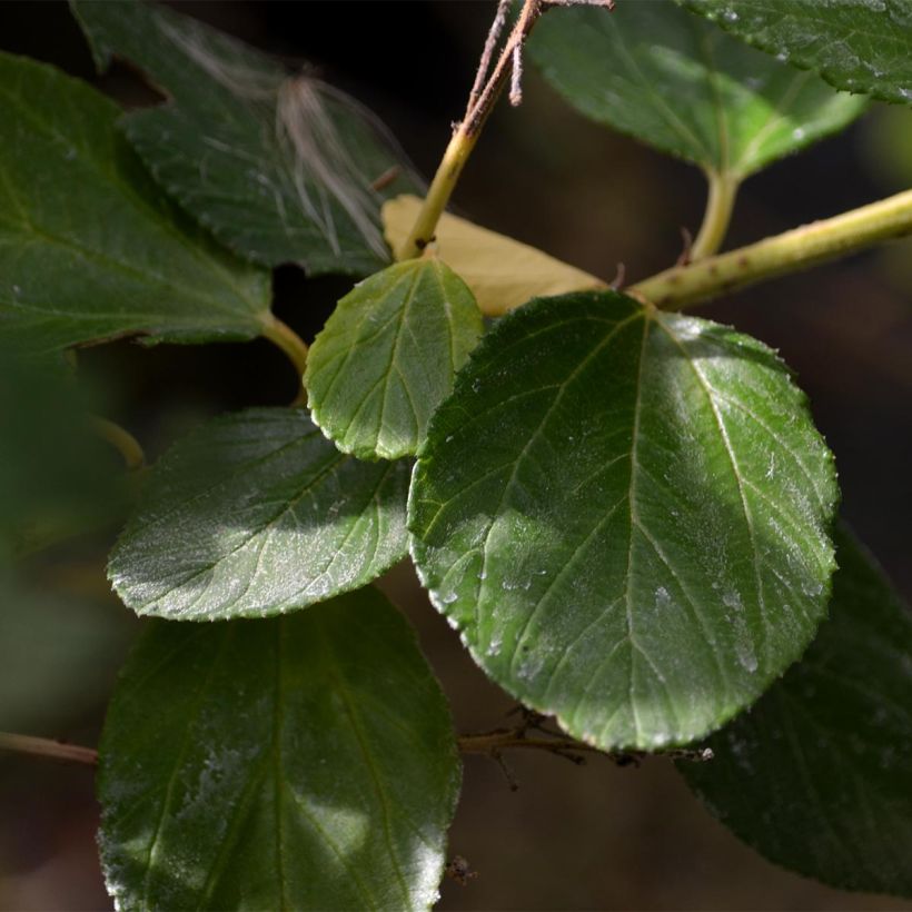 Ceanothus arboreus Trewithen Blue (Foliage)