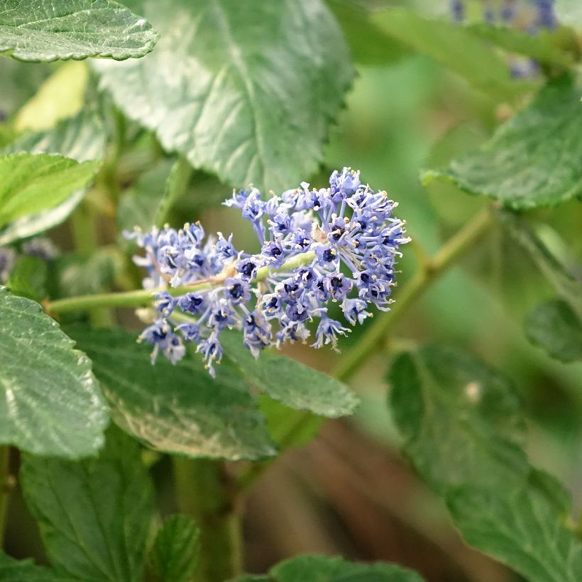 Ceanothus arboreus Trewithen Blue (Flowering)