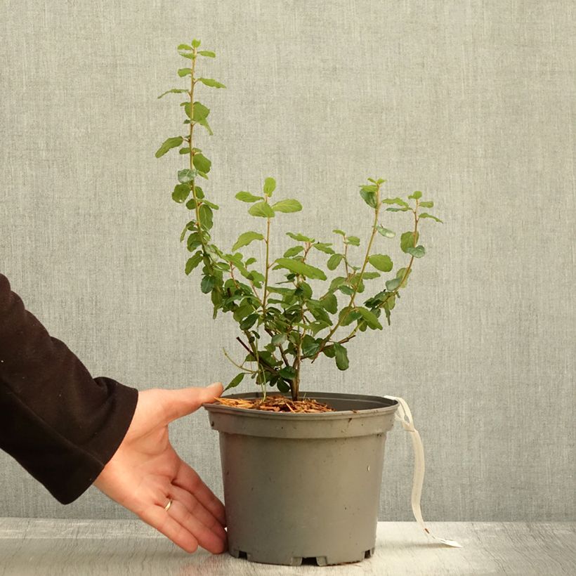 Esemplare di Céanothe Autumnal Blue Pot de 2L/3L come consegnato in autunno