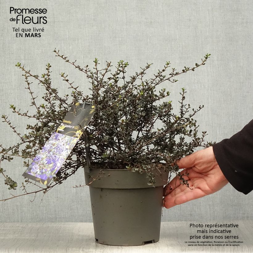 Example of Ceanothus thyrsiflorus var. repens Blue Sapphire Vaso da 2L/3L as you get in printemps