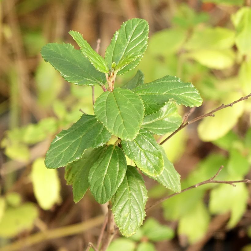 Ceanothus Burkwoodii (Foliage)