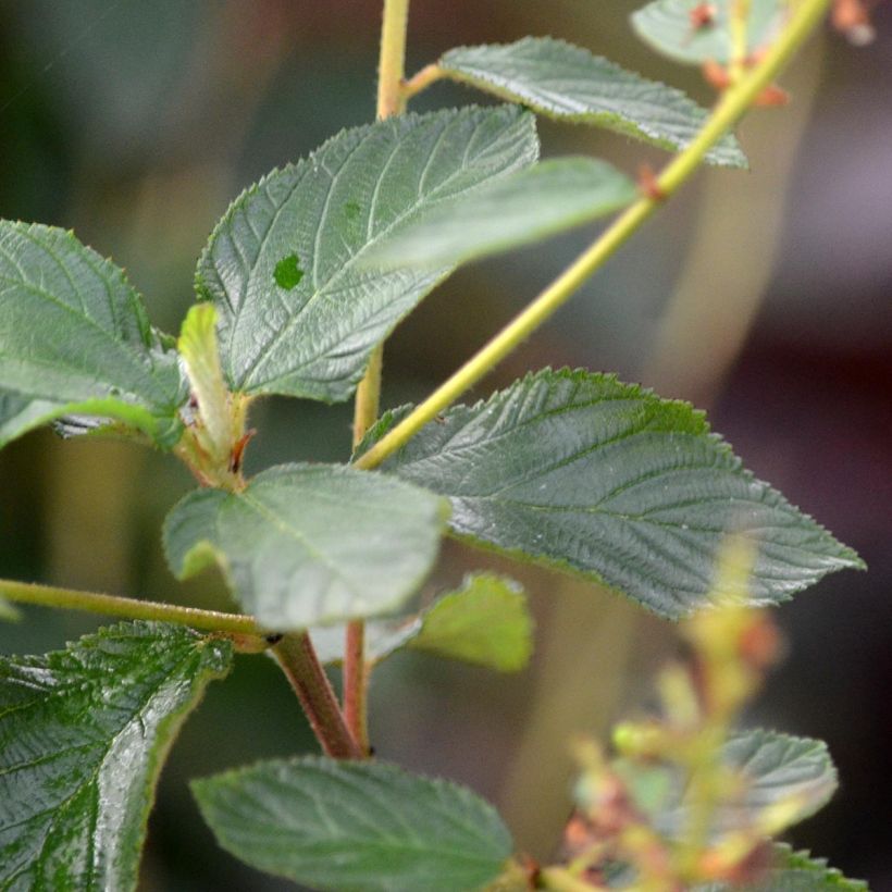Ceanothus delilianus Gloire de Versailles (Foliage)