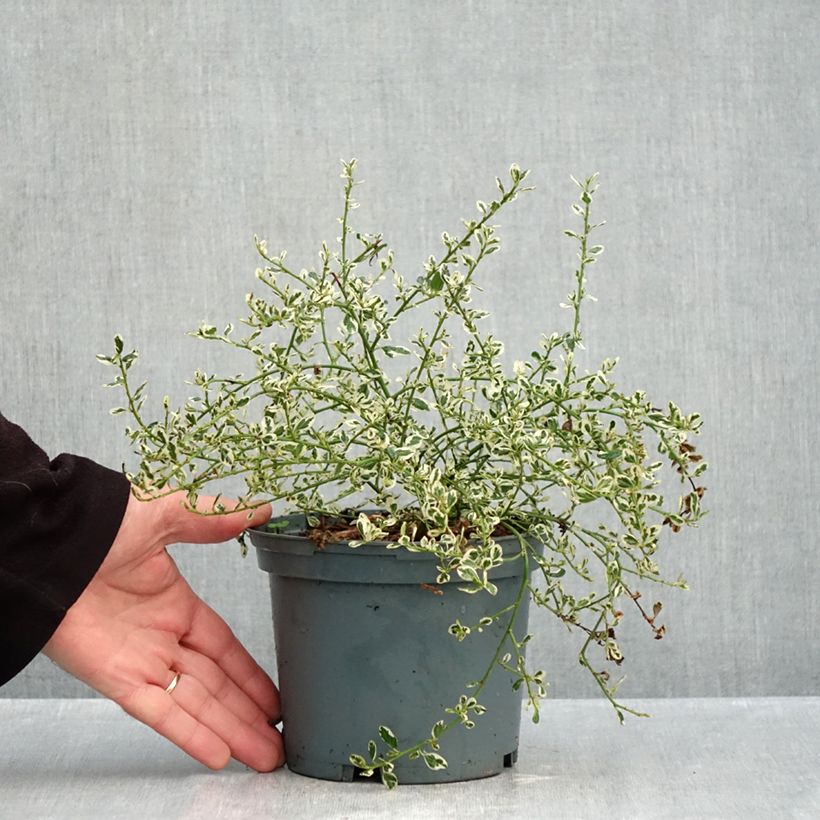 Esemplare di Ceanothus impressus Cool Blue Vaso da 1,5L/2L come consegnato in autunno