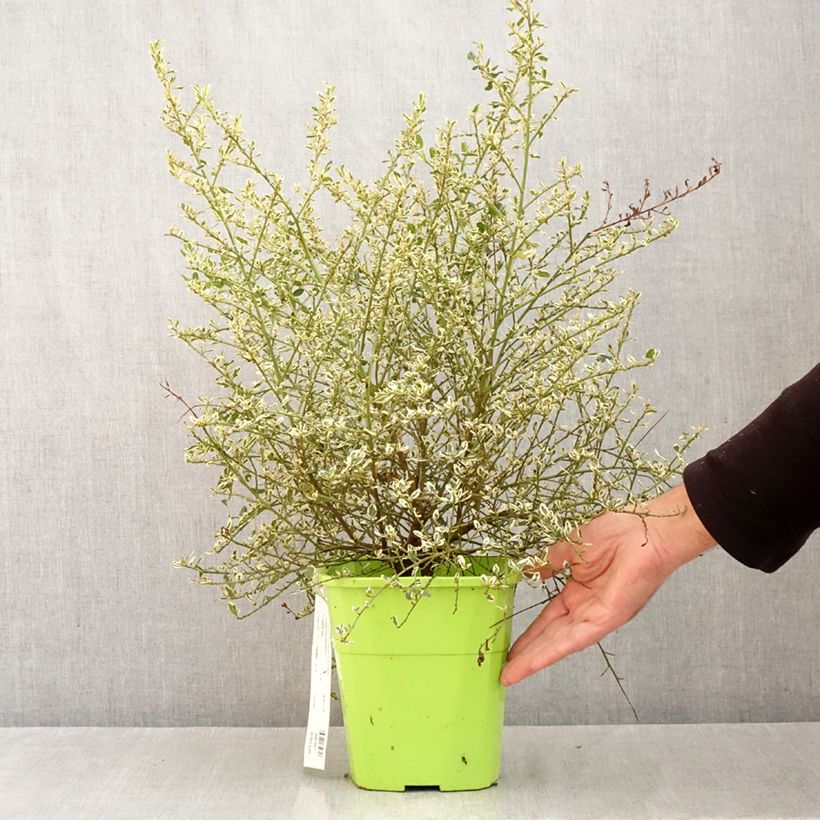 Esemplare di Ceanothus impressus Cool Blue Vaso da 4L/5L come consegnato in autunno