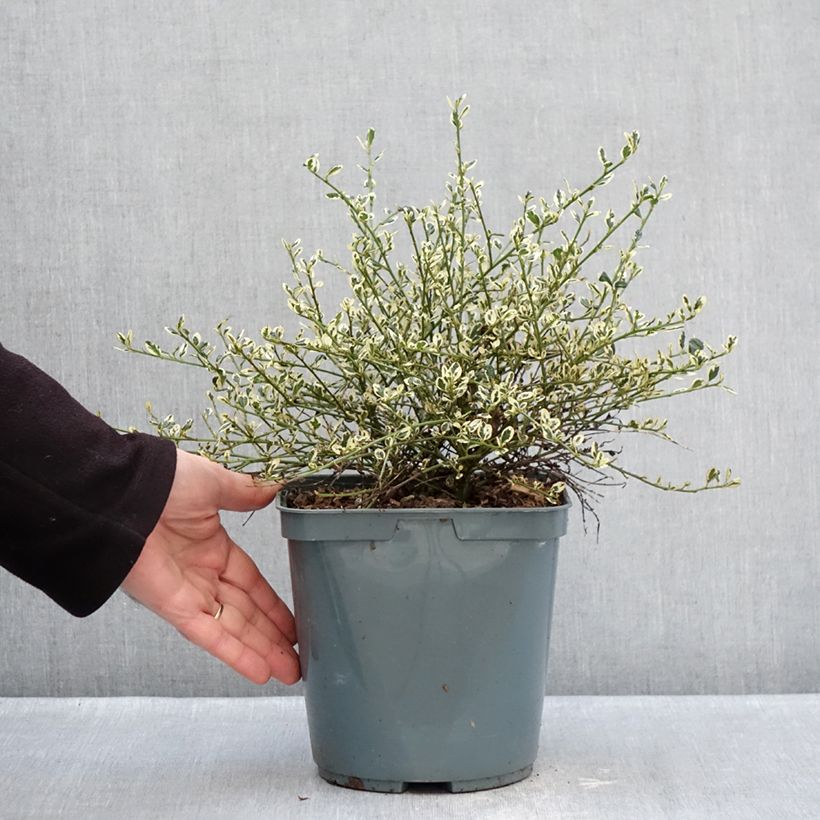 Example of Ceanothus impressus Cool Blue Vaso da 4L/5L as you get in hiver