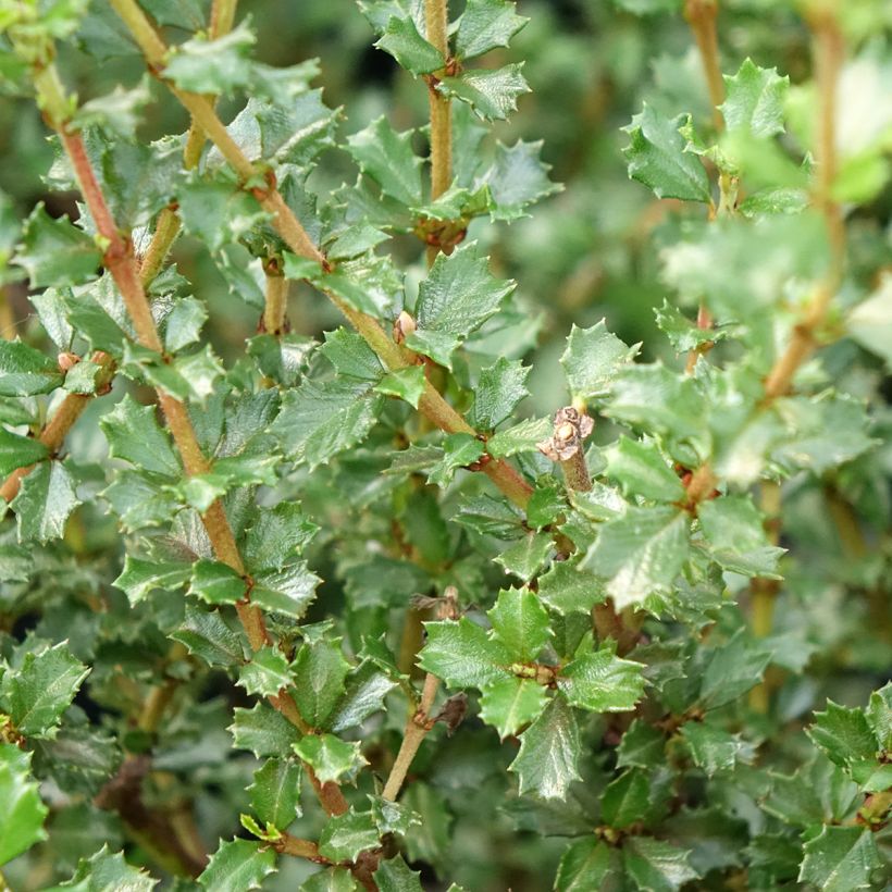 Ceanothus impressus Puget Blue (Foliage)