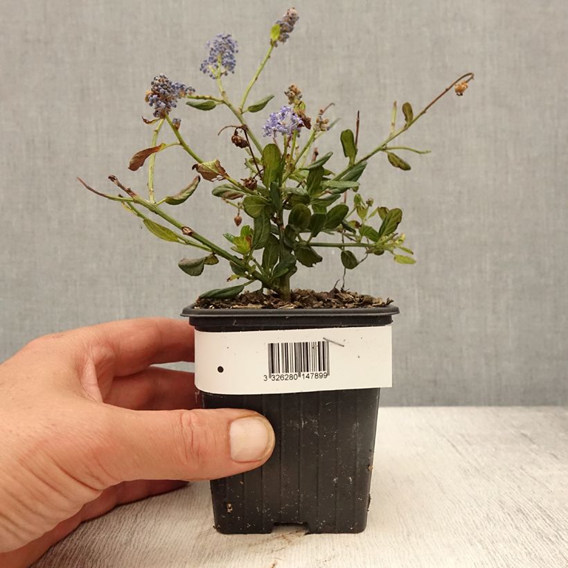 Example of Ceanothus foliosus Italian Skies Vasetto da 8/9 cm as you get in printemps