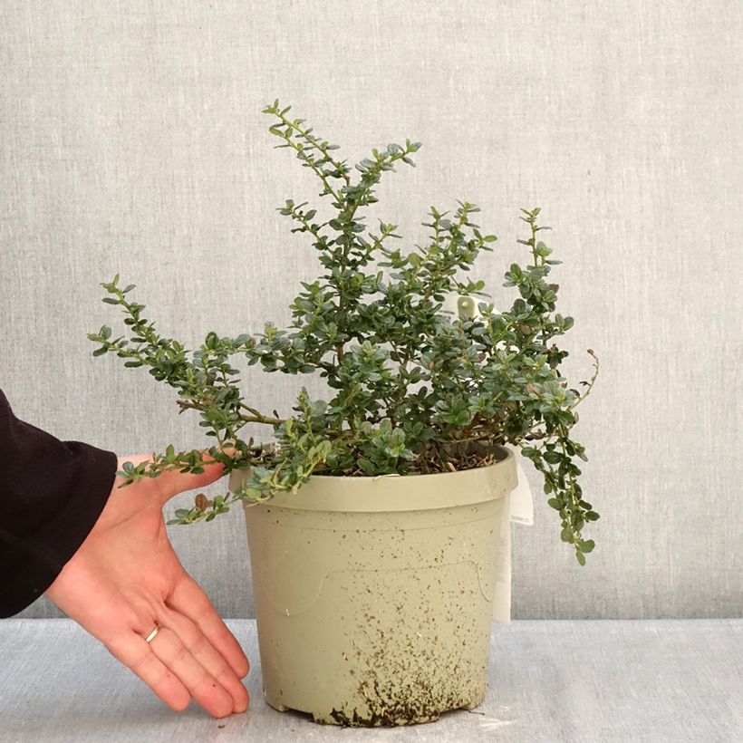 Example of Ceanothus Pacific Wave Vaso da 3L/4L as you get in hiver