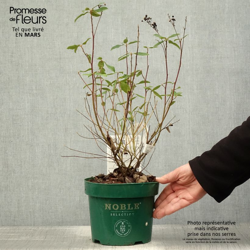 Example of Ceanothus pallidus Marie Blue Vaso da 3L/4L as you get in printemps