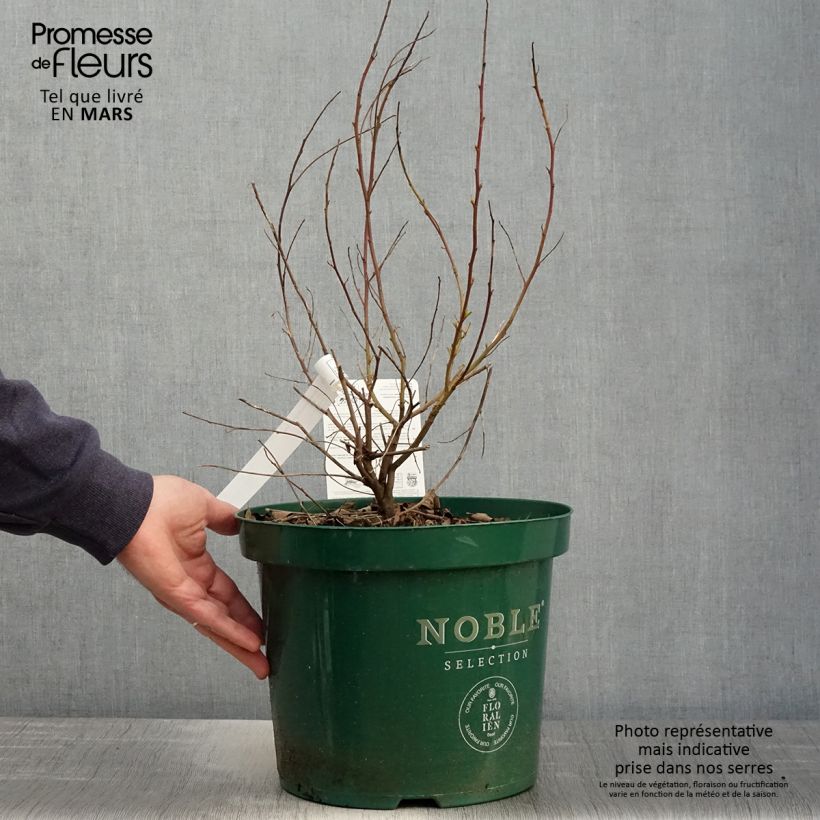 Example of Ceanothus pallidus Marie Blue Vaso da 7,5L/10L as you get in printemps