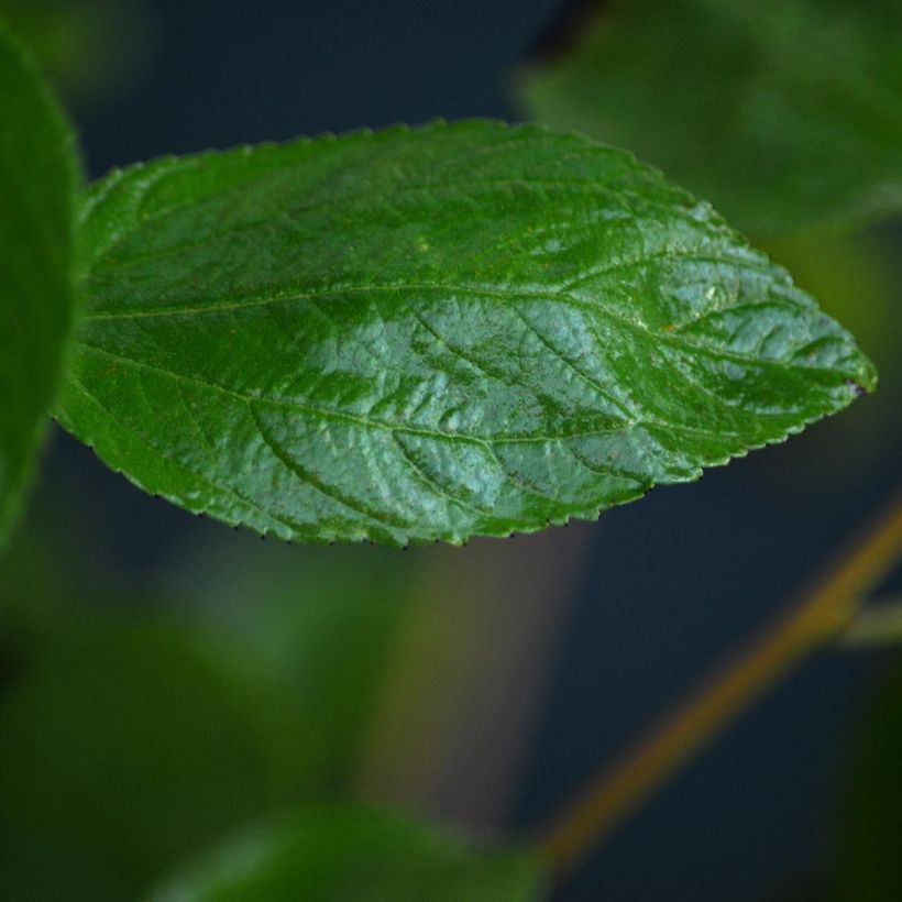 Ceanothus pallidus Marie Rose (Foliage)