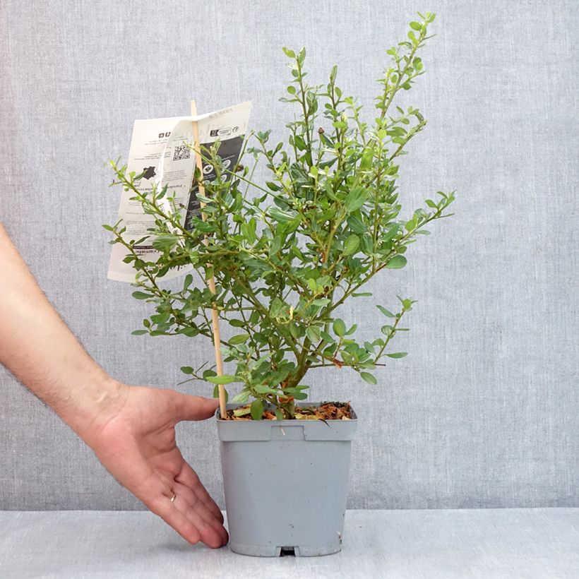 Esemplare di Ceanothus Skylark Vaso da 2L/3L consegnato in estate